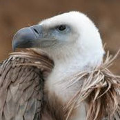 Vulture61's photo