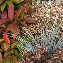 Cluster Gardens
