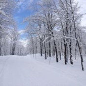 Alain Fiset's photo