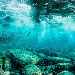 Life Beneath The Bower by Joel Coleman - Photographs