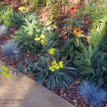Vibrant Plant Colors and Textures Replace Lawn In Fairfax, CA