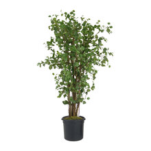 Faux Plants