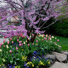 Back Yard Bulbs