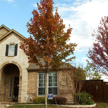 October glory maple tree