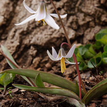 Native Perennials