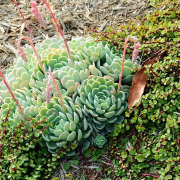 drought tolerant conversion with color