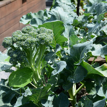 Raised Vegetable Bed / Ornamental Garden 2016