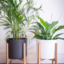 Plants And Plant Stands