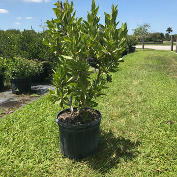Green Buttonwood - 7 Gallons