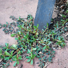 gardening