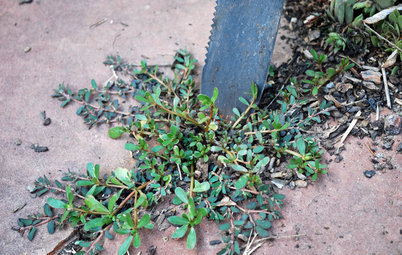 Weeds Be Gone! Natural Weed-Control Tips