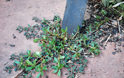 5 Ways to Naturally Win the Weed War