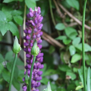 Rosebrook Garden 2017 Garden Tour