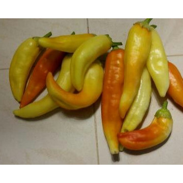 2nd year growing system established