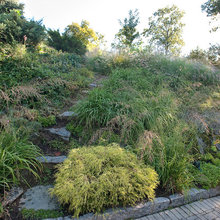 Landscape Ideas