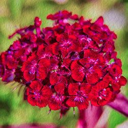 Red Carnations - Artwork