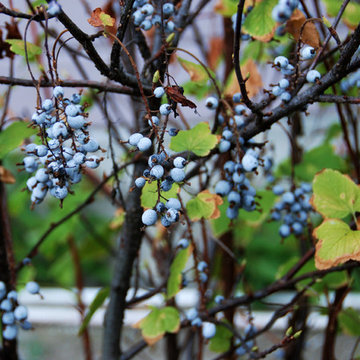 Ribes malvaceum, ripe blue-purple berries
