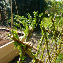 Potager