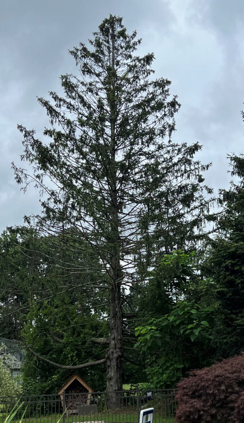 Dying Norway Spruce need help!
