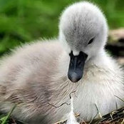 Laurie Linam's photo