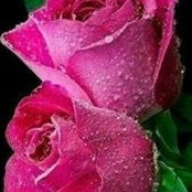 Heba Helmy's photo