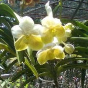 Arlene Biotomas's photo