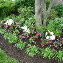 Landscape Ideas
