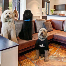 doggy ideas