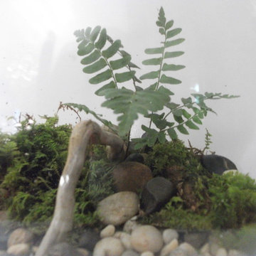 Ferns, moss, driftwood and river rock...