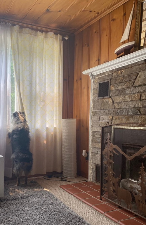 Knotty Pine Cottage best carpet colors