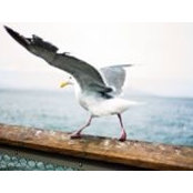 Sera Jones's photo
