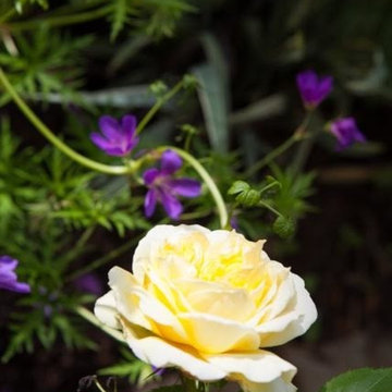 Arts & Crafts Garden