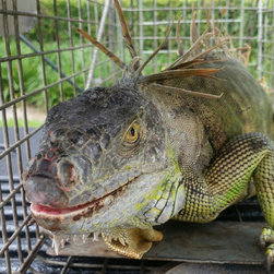 Animal Removal - Products