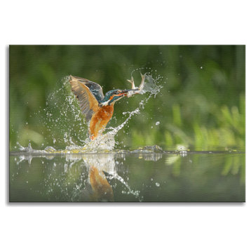 Flying Common Kingfisher Bird - Fish Animal Wildlife Photo Canvas Wall Art Print, 18" X 24"