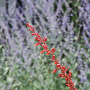 Petals