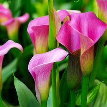garden ideas