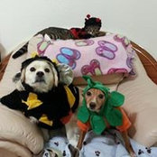Frances Wu's photo
