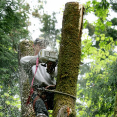 Treemasters