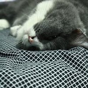 Brat Butさんの写真
