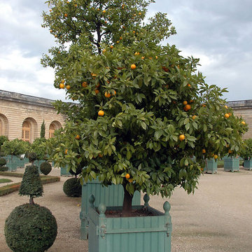 Orchard Pruning | Fruit Tree Expertise