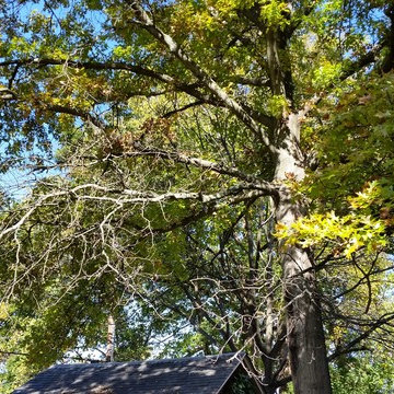 Tree Trimming & Removal