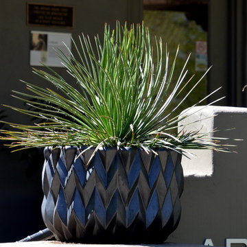 Southwestern Plants