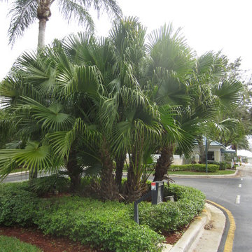 Palm Tree Catalog (will have hundreds to view - work in progress)