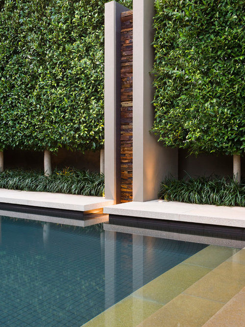 Ficus Nitida Hedge Houzz