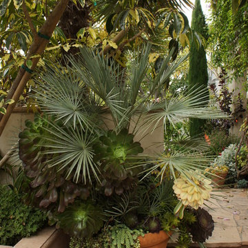Mediterranean Paradise Garden, Coronado, California