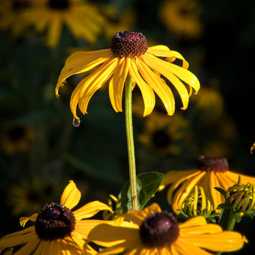 Modern Front Yard Garden - Mequon