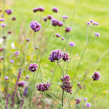 Garden in Sutton, Oxfordshire