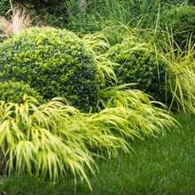 plants