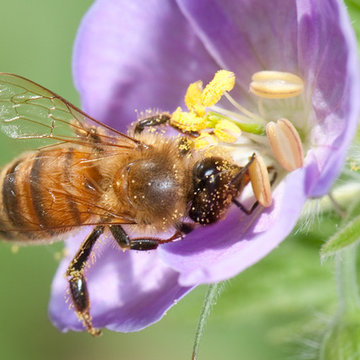 Wild Geranium: A Show-Stopper in the Spring Woodland