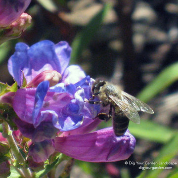 Favorite California Native Plants I Design With in Northern CA